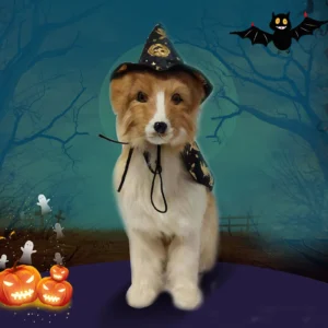 Halloween Pet Pumpkin Cape Set Spiderweb Pattern
